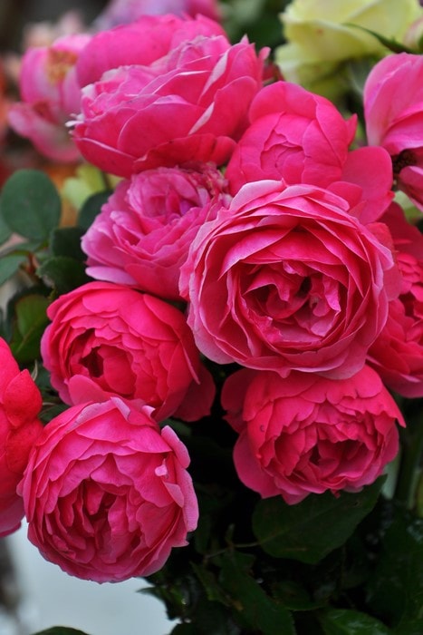 ���ߵ����ġۥХ��� �ݥ�ݥͥå� ���� 6��ȭ�����ʡ����ӿ建�� ��Ͽ�ʼ�ϡ�J-IRM3�ա�1120�����