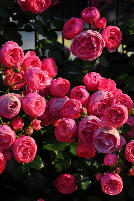 ���ߵ����ġۥХ��� �ݥ�ݥͥå� ���� 6��ȭ�����ʡ����ӿ建�� ��Ͽ�ʼ�ϡ�J-IRM3�ա�1120�����