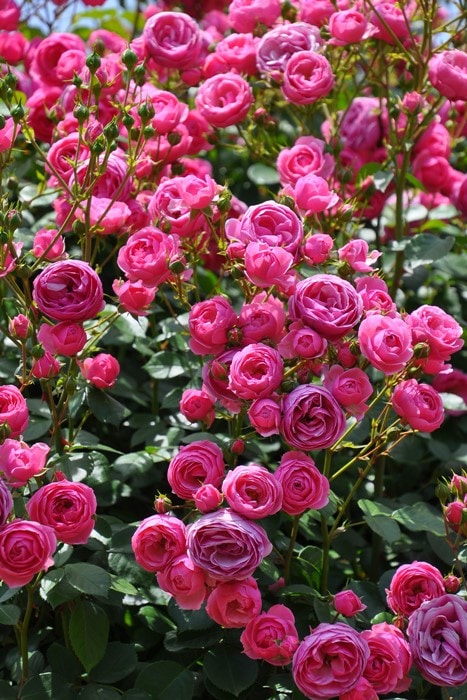 ���ߵ����ġۥХ��� �ݥ�ݥͥå� ���� 6��ȭ�����ʡ����ӿ建�� ��Ͽ�ʼ�ϡ�J-IRM3�ա�1120�����