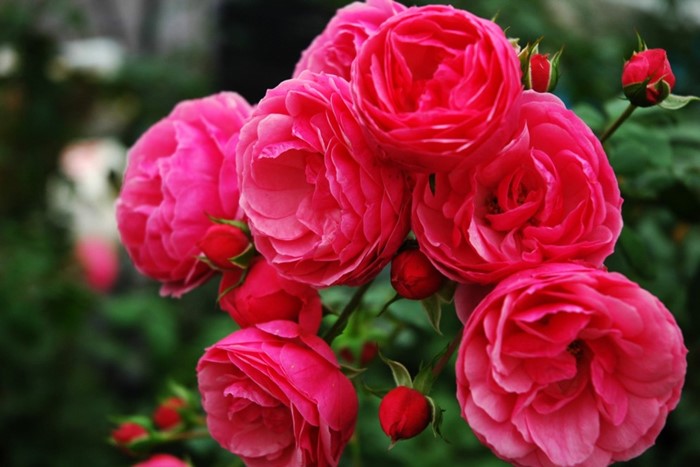 ���ߵ����ġۥХ��� �ݥ�ݥͥå� ���� 6��ȭ�����ʡ����ӿ建�� ��Ͽ�ʼ�ϡ�J-IRM3�ա�1120�����