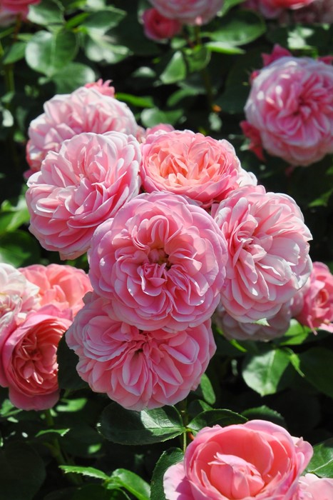 ġۥХ Х  6ȭʡӿ建 ϿʼϡIR-IRO3