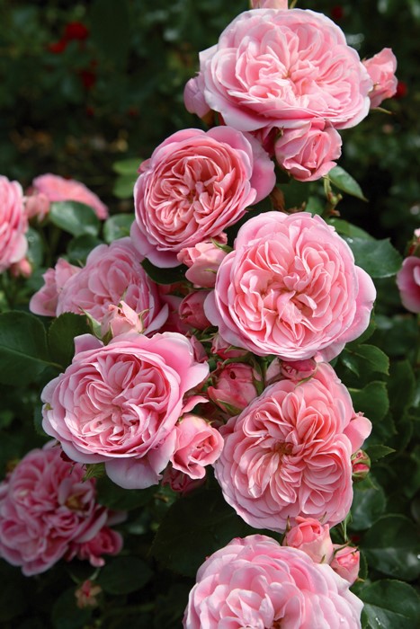 ġۥХ Х  6ȭʡӿ建 ϿʼϡIR-IRO3