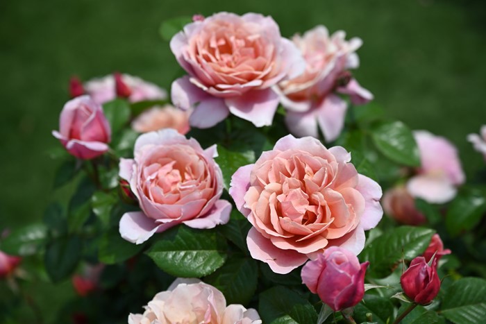 �Х��ġ����ġۥԥ󥯥ӥ�ơ��� ���� 6��ȭ�����ʡ����ӿ建�� �ʼ���Ͽ�д���ϡ�Han-DOR��