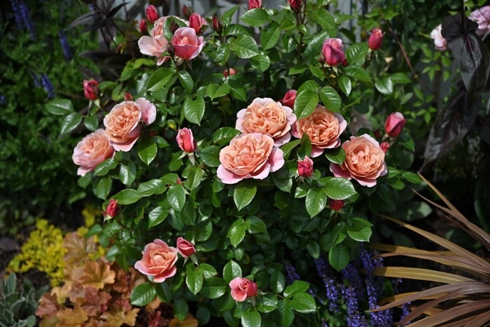 �Х��ġ����ġۥԥ󥯥ӥ�ơ��� ���� 6��ȭ�����ʡ����ӿ建�� �ʼ���Ͽ�д���ϡ�Han-DOR��