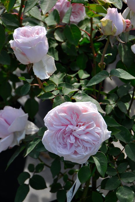 �Х��ġ����ġۥ����ˡ���ɥ���ޥ�᥾�� ���� 6��ȭ�����ʡ�J-OB20��