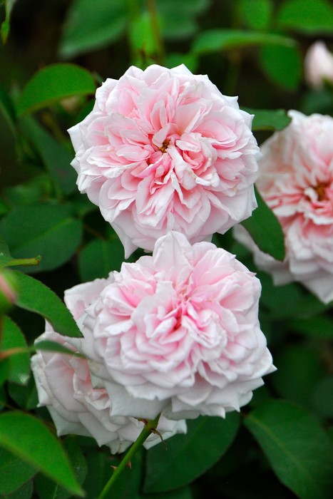 �Х��ġ����ġۥ����ˡ���ɥ���ޥ�᥾�� ���� 6��ȭ�����ʡ�J-OB20��