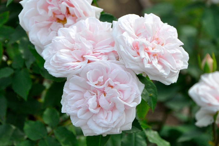 �Х��ġ����ġۥ����ˡ���ɥ���ޥ�᥾�� ���� 6��ȭ�����ʡ�J-OB20��