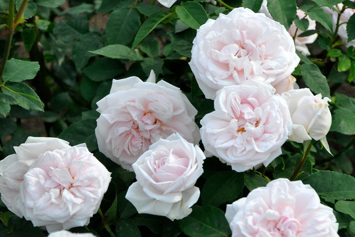 �Х��ġ����ġۥ����ˡ���ɥ���ޥ�᥾�� ���� 6��ȭ�����ʡ�J-OB20��