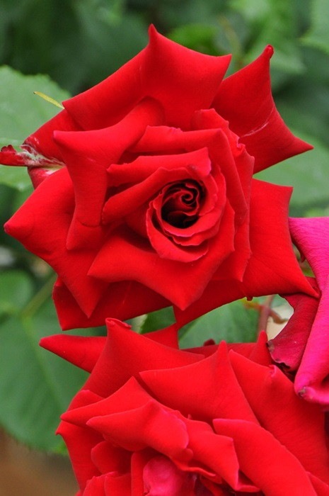 バラ苗 6号新苗 アンクルウォルター Cl赤 国産苗 6号鉢植え品 J Cl15 系統で選ぶバラ バラの家 公式本店 ロサオリエンティス