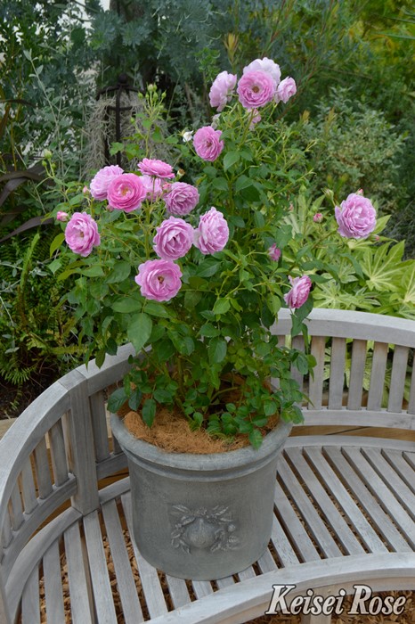 ���ߵ����ġۥХ��� ���ȥ��ץե��� ���� 6��ȭ�����ʡ����ӿ建�� �ʼ���Ͽ�д���ϡ�IR-IRO3�ա�0109�����