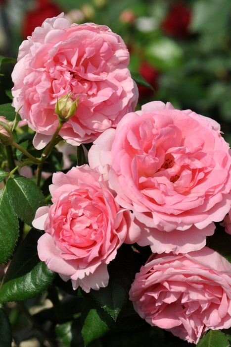 �Х��ġ����ġۥ���ƥ��ɥ������塼�� ���� 6��ȭ�����ʡη����ʼ�ϡ�Han-DEL��