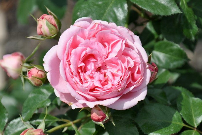 �Х��ġ����ġۥ���ƥ��ɥ������塼�� ���� 6��ȭ�����ʡη����ʼ�ϡ�Han-DEL��