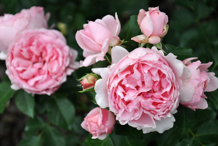 �Х��ġ����ġۥ���ƥ��ɥ������塼�� ���� 6��ȭ�����ʡη����ʼ�ϡ�Han-DEL��