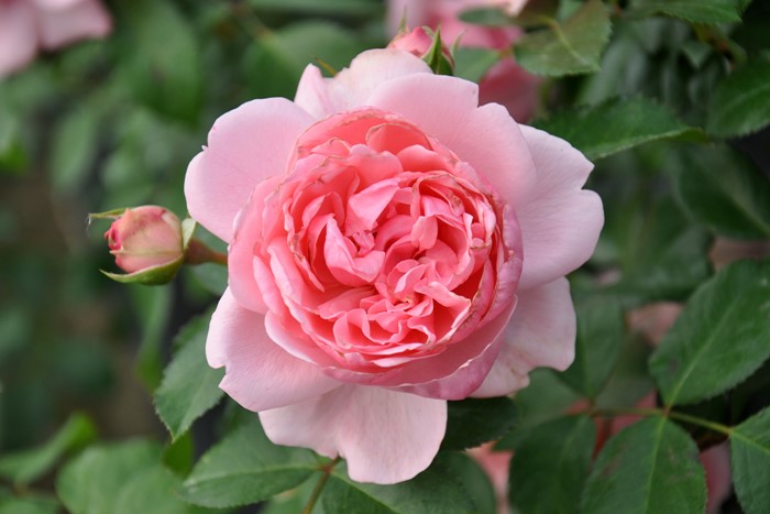 �Х��ġ����ġۥ���ƥ��ɥ������塼�� ���� 6��ȭ�����ʡη����ʼ�ϡ�Han-DEL��