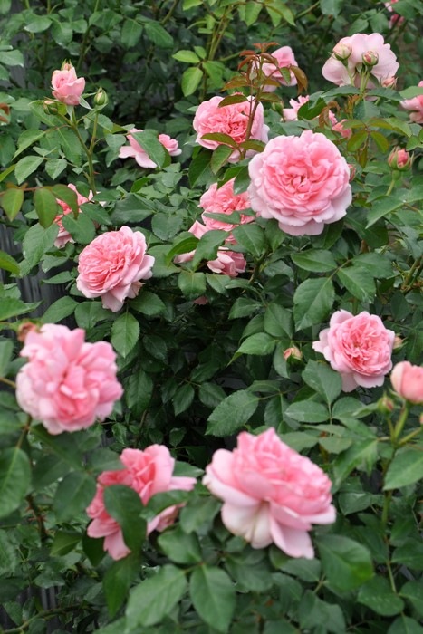 �Х��ġ����ġۥ���ƥ��ɥ������塼�� ���� 6��ȭ�����ʡη����ʼ�ϡ�Han-DEL��