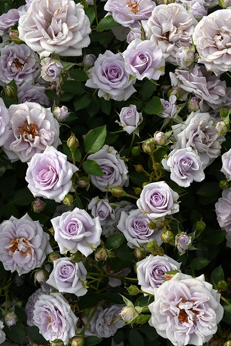 ���ߵ����ġۥХ��� �������Ρ��� ���� 6��ȭ�����ʡ����ӿ建�� �ʼ���Ͽ�д���ϡ�J-RP��2025�����ʼ��0116�����