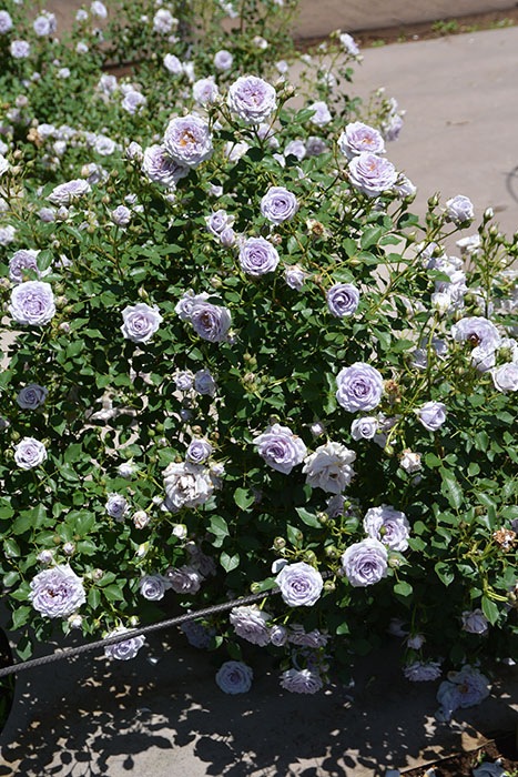 ���ߵ����ġۥХ��� �������Ρ��� ���� 6��ȭ�����ʡ����ӿ建�� �ʼ���Ͽ�д���ϡ�J-RP��2025�����ʼ��0116�����