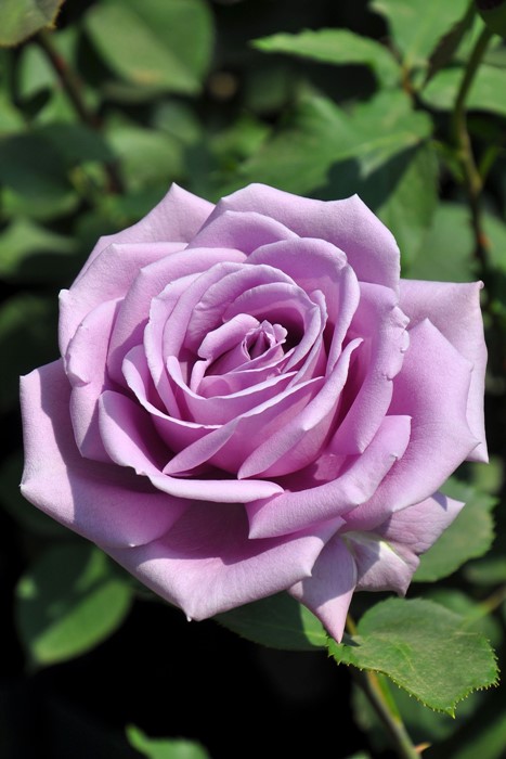 Хġġۤդहƣ̼  6ȭʡηʼϡOS-OS1