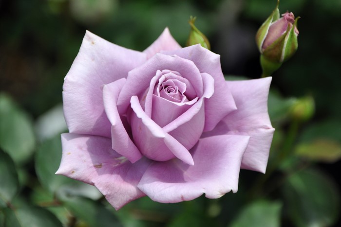 Хġġۤդहƣ̼  6ȭʡηʼϡOS-OS1