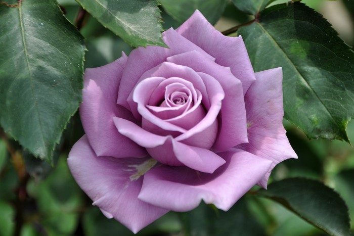 Хġġۤդहƣ̼  6ȭʡηʼϡOS-OS1