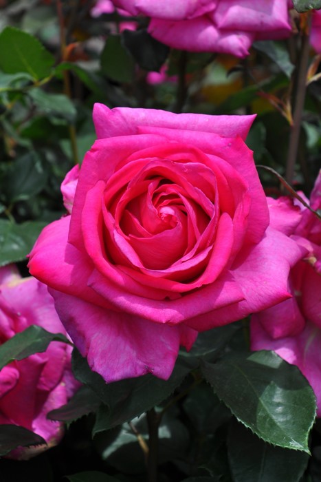 大苗 バラ苗 パローレ Ht桃 国産苗 6号鉢植え品 即納 J Mb 系統で選ぶバラ ハイブリッドティー バラの家 公式本店 ロサオリエンティス