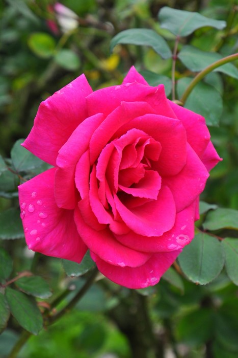 ���ߵ����ġۥХ��� �ѥ����� ���� 6��ȭ�����ʡ�J-HT10��