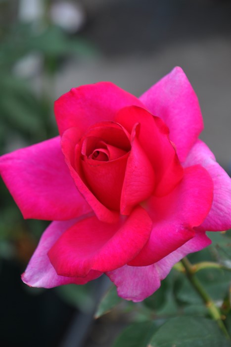 ���ߵ����ġۥХ��� �ѥ����� ���� 6��ȭ�����ʡ�J-HT10��