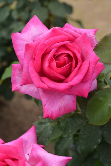 ���ߵ����ġۥХ��� �ѥ����� ���� 6��ȭ�����ʡ�J-HT10��