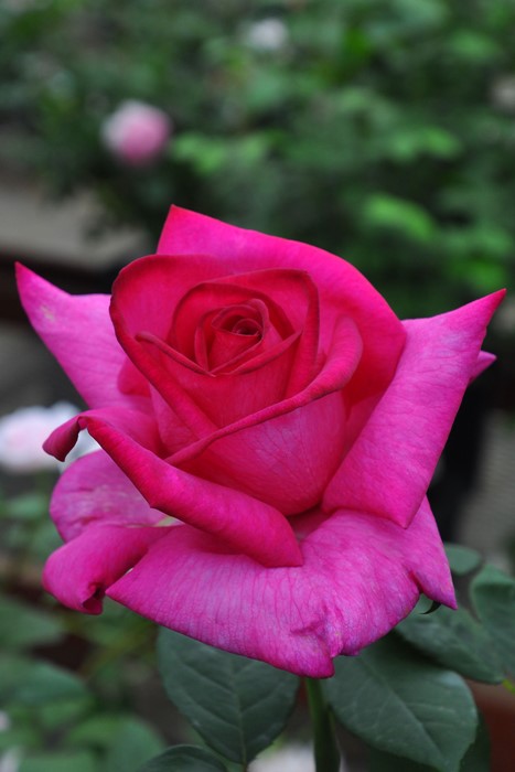 ���ߵ����ġۥХ��� �ѥ����� ���� 6��ȭ�����ʡ�J-HT10��