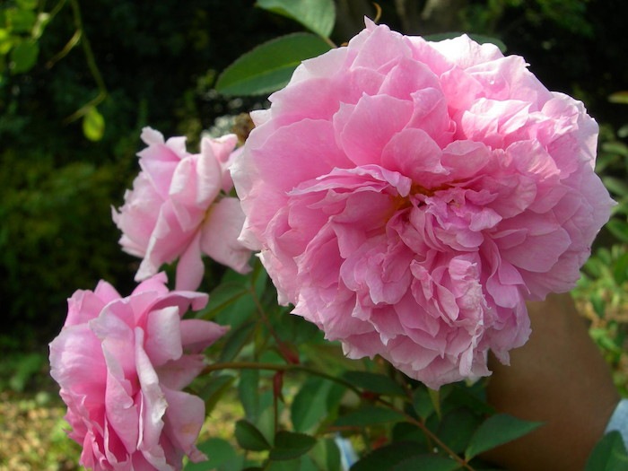 �����ġۥХ��� ���ᥤ�ե� ͢���� 7��ȭ�����ʡη����ʼ�ϡ�ER-Y��