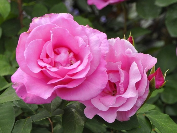 Хġġۥޥåȥˡ  6ȭʡJ-HT10