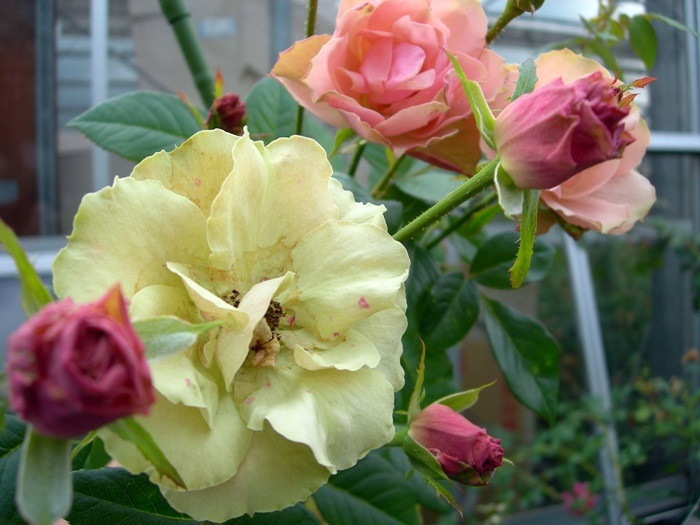 �����ġۥХ��� ���꡼�󥹥꡼�֥� ���� 6��ȭ�����ʡ�J-FL20��