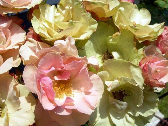 �����ġۥХ��� ���꡼�󥹥꡼�֥� ���� 6��ȭ�����ʡ�J-FL20��