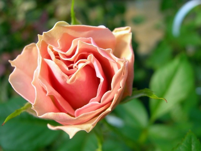 �����ġۥХ��� ���꡼�󥹥꡼�֥� ���� 6��ȭ�����ʡ�J-FL20��