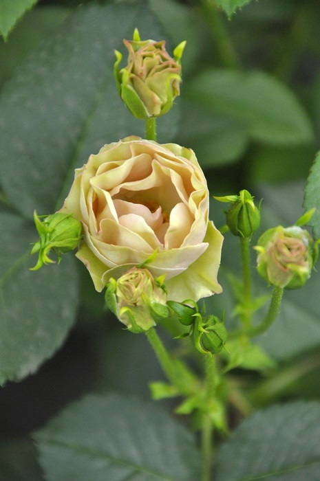 �����ġۥХ��� ���꡼�󥹥꡼�֥� ���� 6��ȭ�����ʡ�J-FL20��