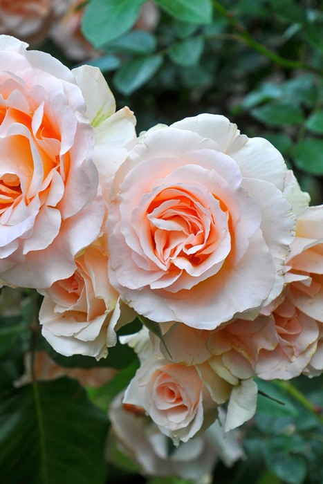 �Х��ġ����ġۥ�ϥ󥷥�ȥ饦�� ���� 6��ȭ�����ʡ�J-HT10��