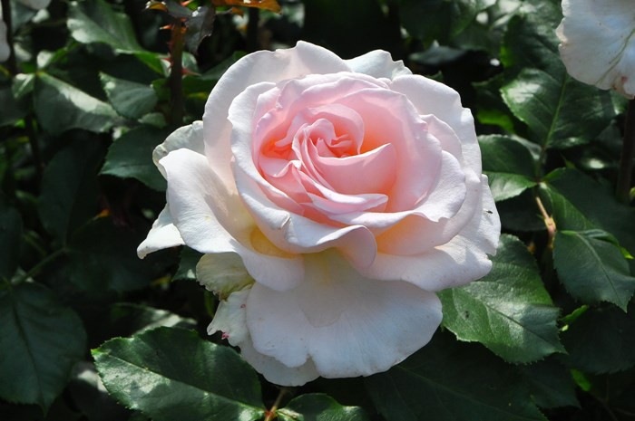 �Х��ġ����ġۥ�ϥ󥷥�ȥ饦�� ���� 6��ȭ�����ʡ�J-HT10��