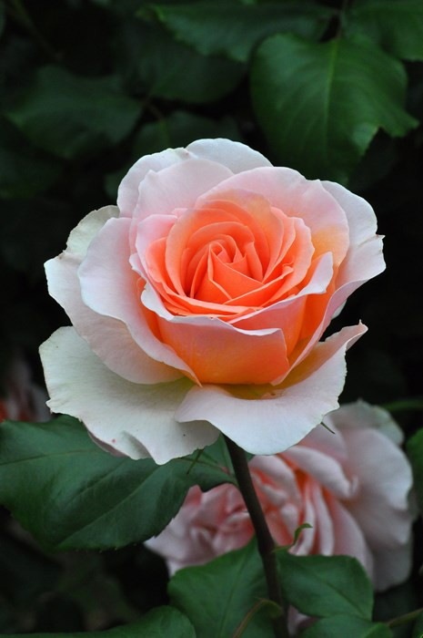 �Х��ġ����ġۥ�ϥ󥷥�ȥ饦�� ���� 6��ȭ�����ʡ�J-HT10��