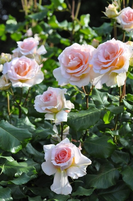 �Х��ġ����ġۥ�ϥ󥷥�ȥ饦�� ���� 6��ȭ�����ʡ�J-HT10��