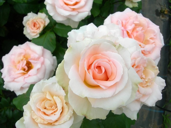 �Х��ġ����ġۥ�ϥ󥷥�ȥ饦�� ���� 6��ȭ�����ʡ�J-HT10��