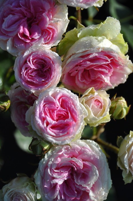 �Х��ġ����ġۤĤ�ߥߥ��ǥ� ���� 6��ȭ�����ʡη����ʼ�ϡ�IR-IRO3��