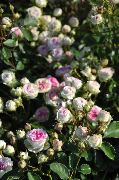 �Х��ġ����ġۤĤ�ߥߥ��ǥ� ���� 6��ȭ�����ʡη����ʼ�ϡ�IR-IRO3��