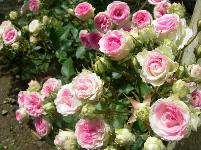 �Х��ġ����ġۤĤ�ߥߥ��ǥ� ���� 6��ȭ�����ʡη����ʼ�ϡ�IR-IRO3��