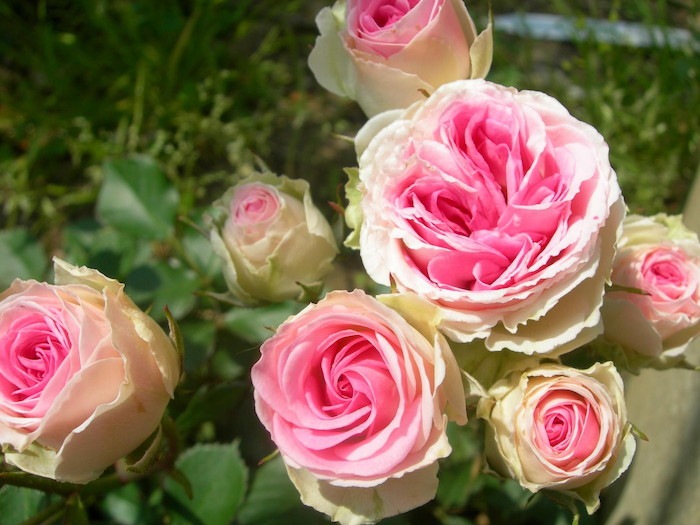 �Х��ġ����ġۤĤ�ߥߥ��ǥ� ���� 6��ȭ�����ʡη����ʼ�ϡ�IR-IRO3��