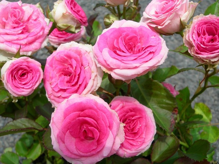 �Х��ġ����ġۤĤ�ߥߥ��ǥ� ���� 6��ȭ�����ʡη����ʼ�ϡ�IR-IRO3��