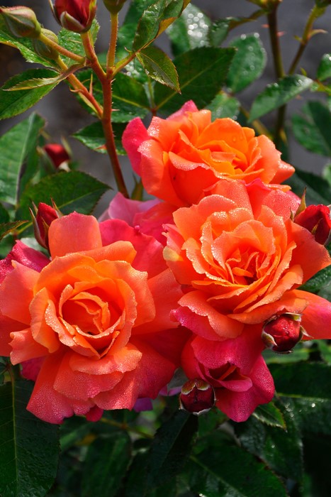 大苗 バラ苗 ディズニーランドローズ Fl複橙 国産苗 6号鉢植え品 農林水産省 登録品種 J Irm2 すべての商品 バラの家 公式本店 ロサオリエンティス