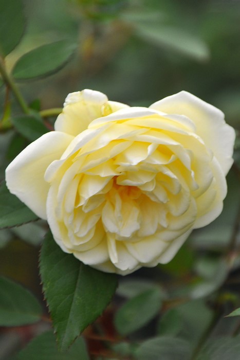 �����ġۥХ��� �ڥ�ե���������ɥ����ץ쥸���� ���� 6��ȭ�����ʡ�J-OB20��