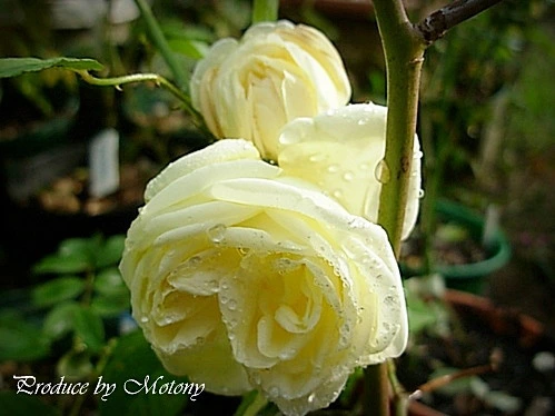 �����ġۥХ��� �ڥ�ե���������ɥ����ץ쥸���� ���� 6��ȭ�����ʡ�J-OB20��