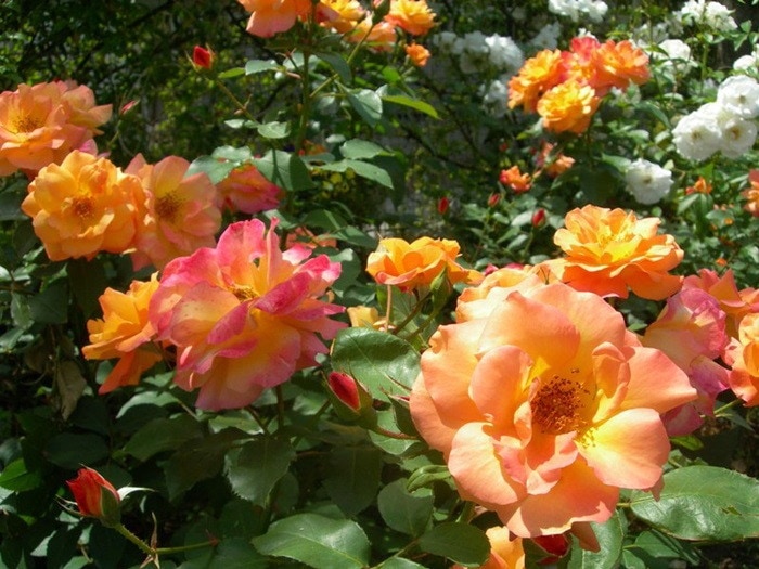 ���ߵ����ġۥХ��� ����ͤλפ��� ���� 6��ȭ�����ʡ�J-FL10��