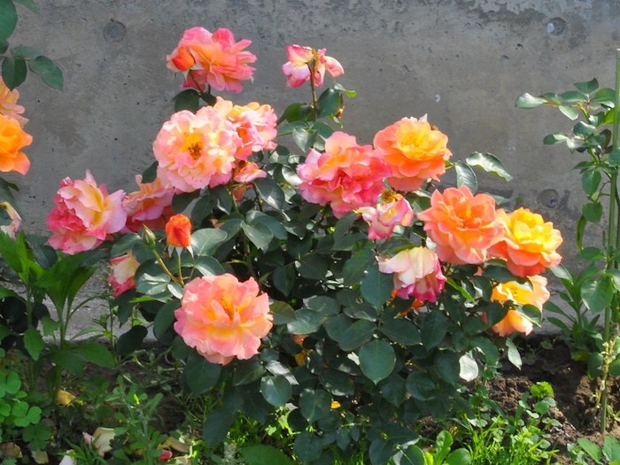 ���ߵ����ġۥХ��� ����ͤλפ��� ���� 6��ȭ�����ʡ�J-FL10��